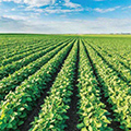 Soybeans, Charcoal Rot and Solutions