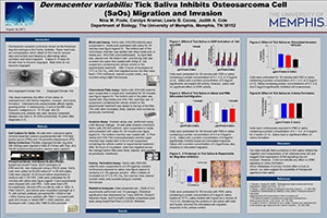 Dermacentor variabilis: Tick Saliva Inhibits Osteosarcoma Cell (SaOs) Migration and Invasion