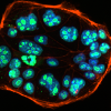 cell mol bio
