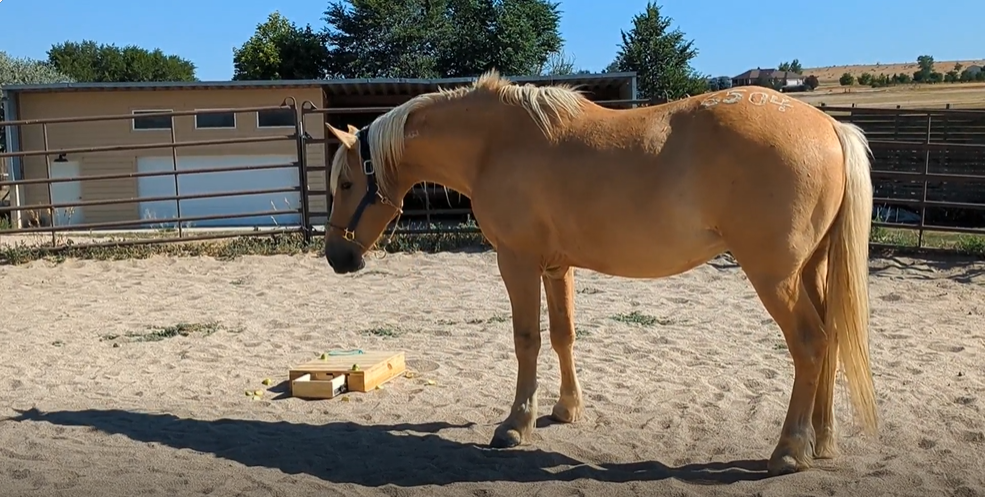 Recommended size: 800 × 600 px Cowboy the Horse