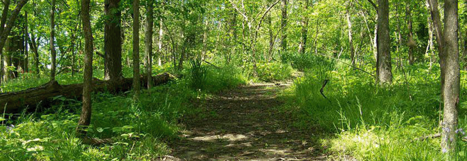 Hike the nature trail through Chucalissa’s arboretum to learn how Native American used local plants.