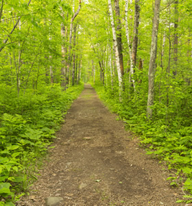 Nature Trail