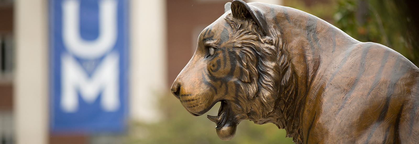 bronze tiger statue with UofM banner in background