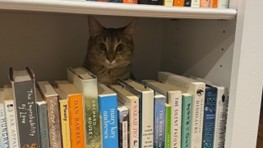 picture of cat