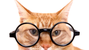 Picture of Cat
