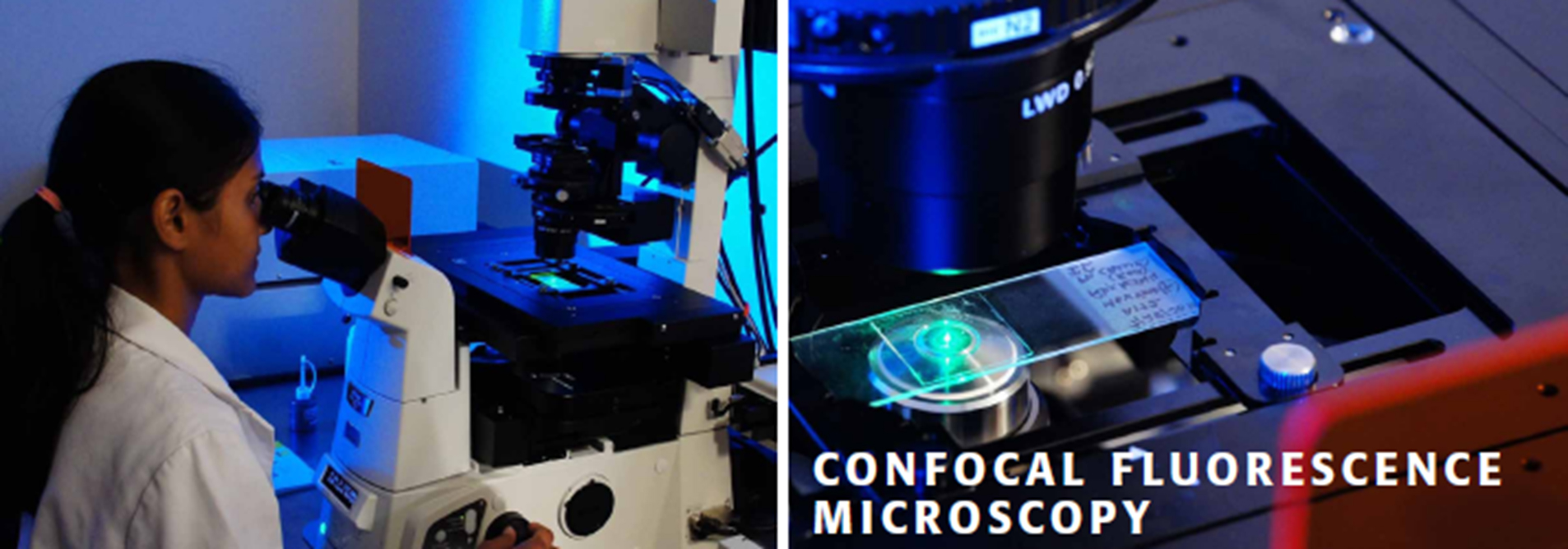Bright Field & Fluorescence Microscopy