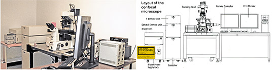 Confocal Scanning Fluorescence Microscope Nikon Ti-E A1rSi System