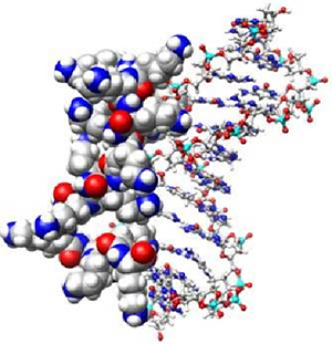 Polymer Based Gene