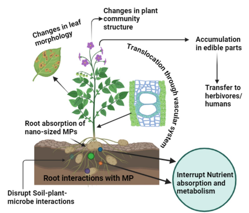 microplastic in soil