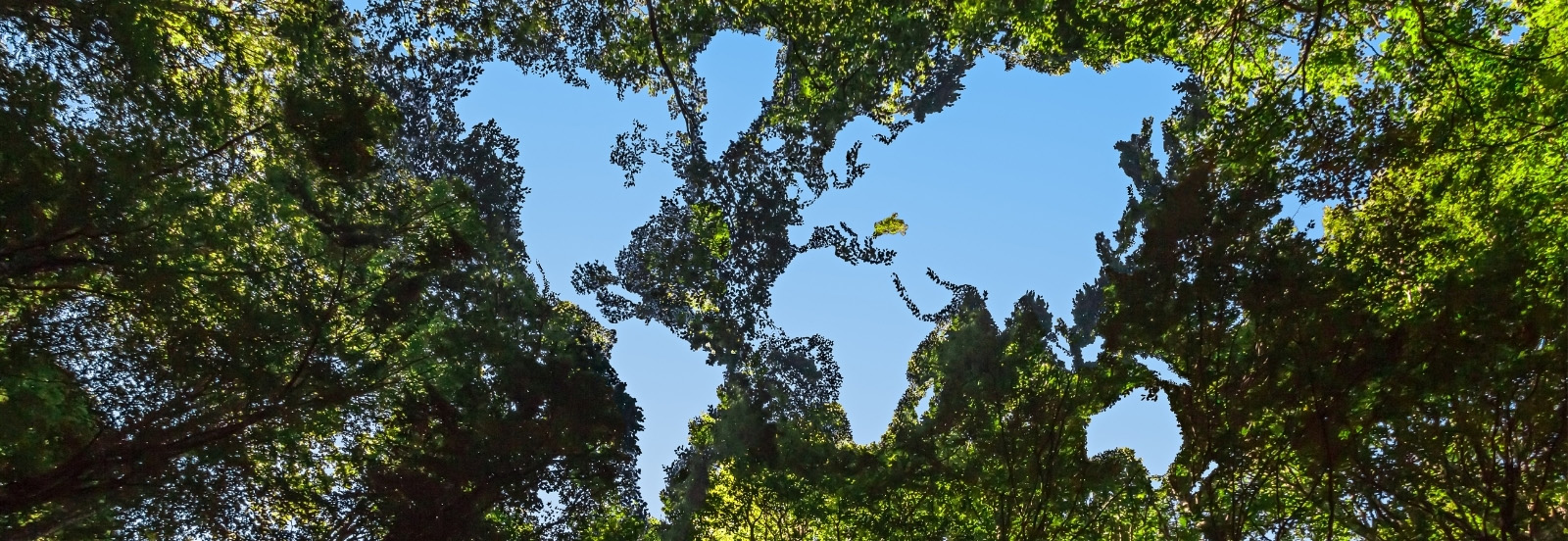 world map, trees and sky