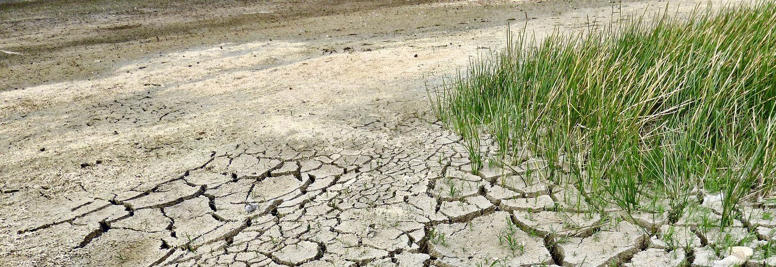 Climate Change, dry grass, and drought land