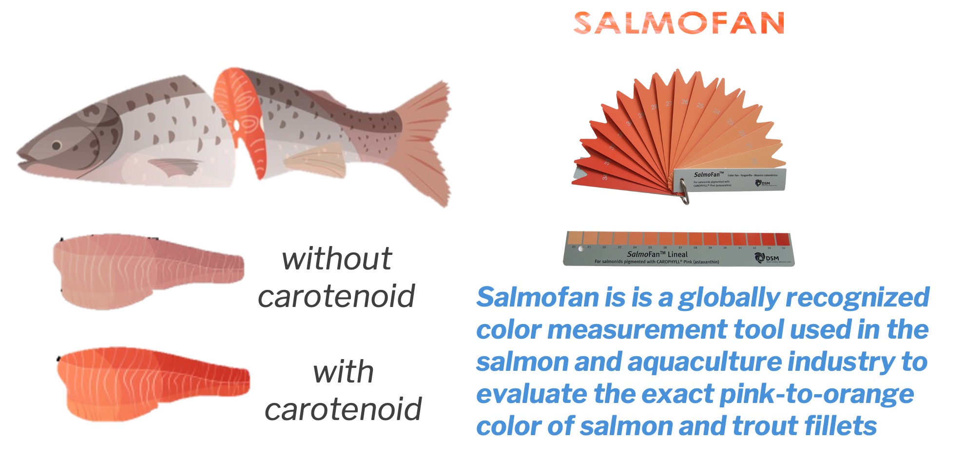 Carotenoids in Salmon