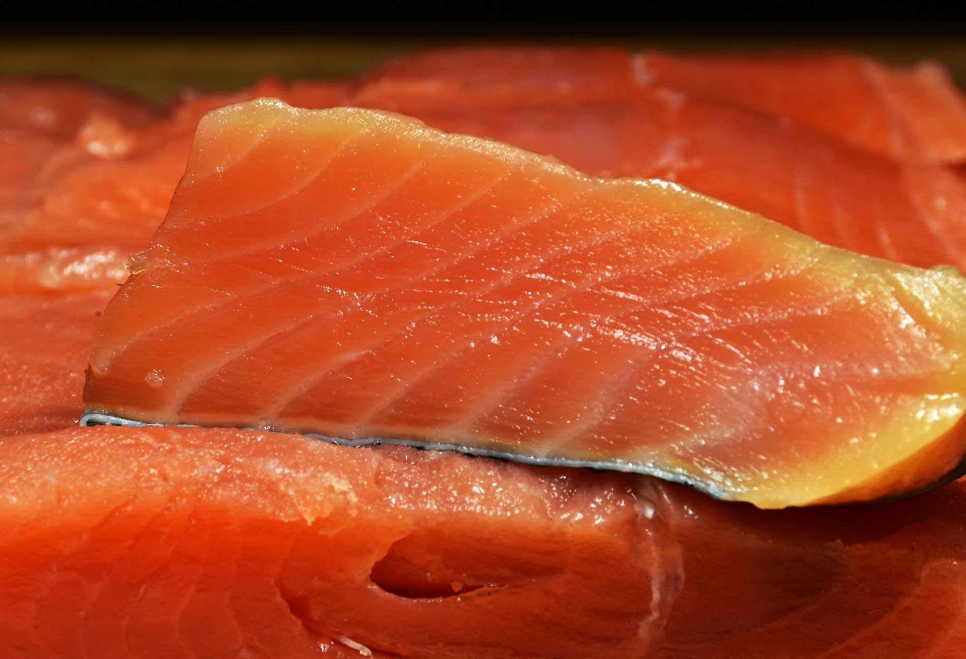 Salmon