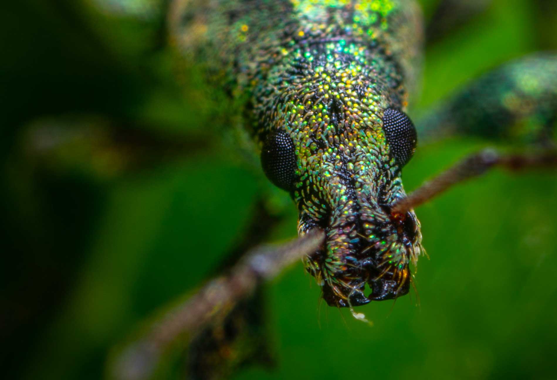 Insect