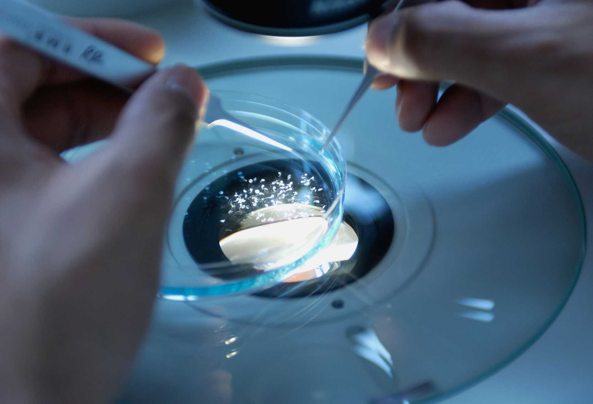 Researcher looking at specimen 