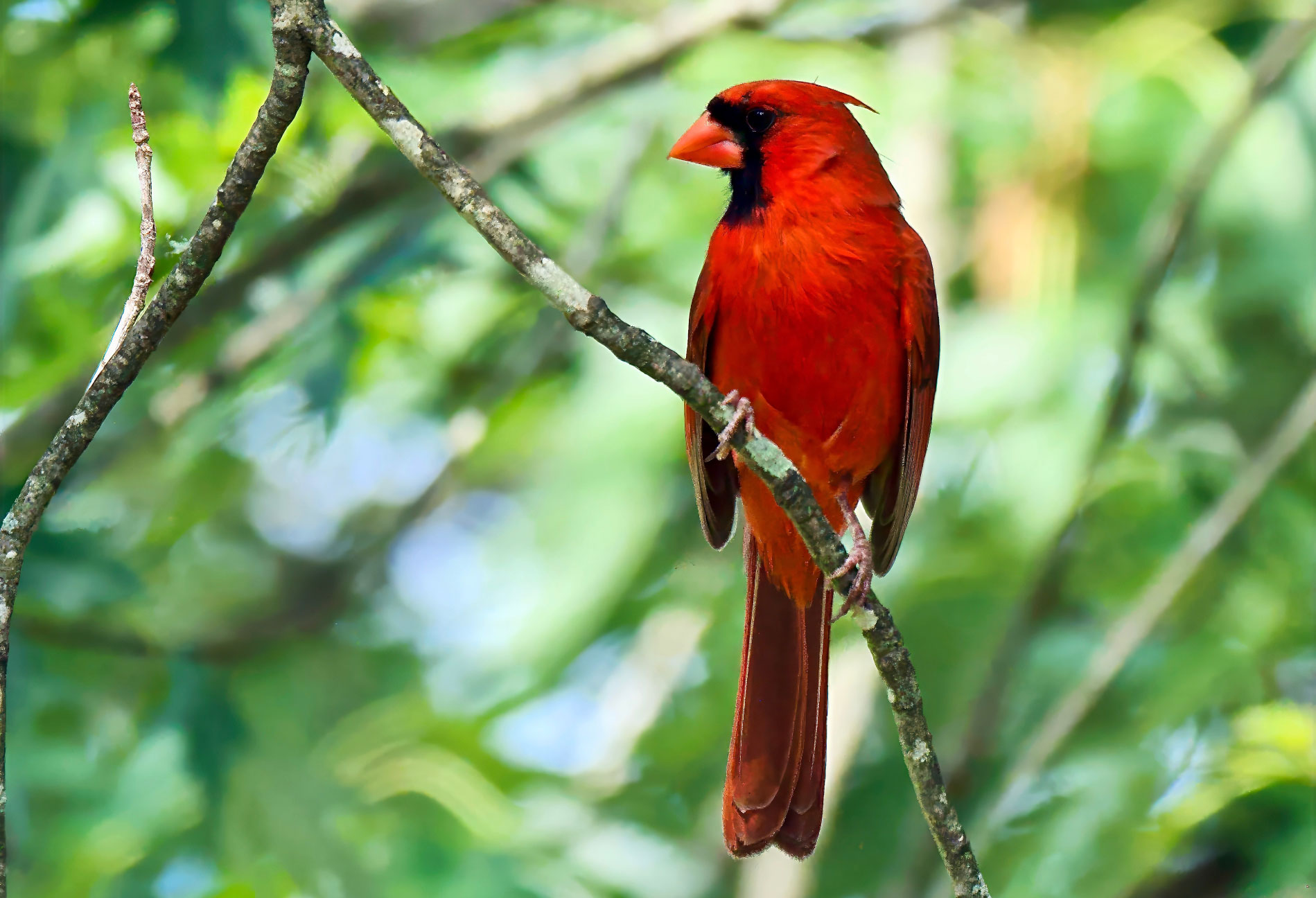 Red Bird
