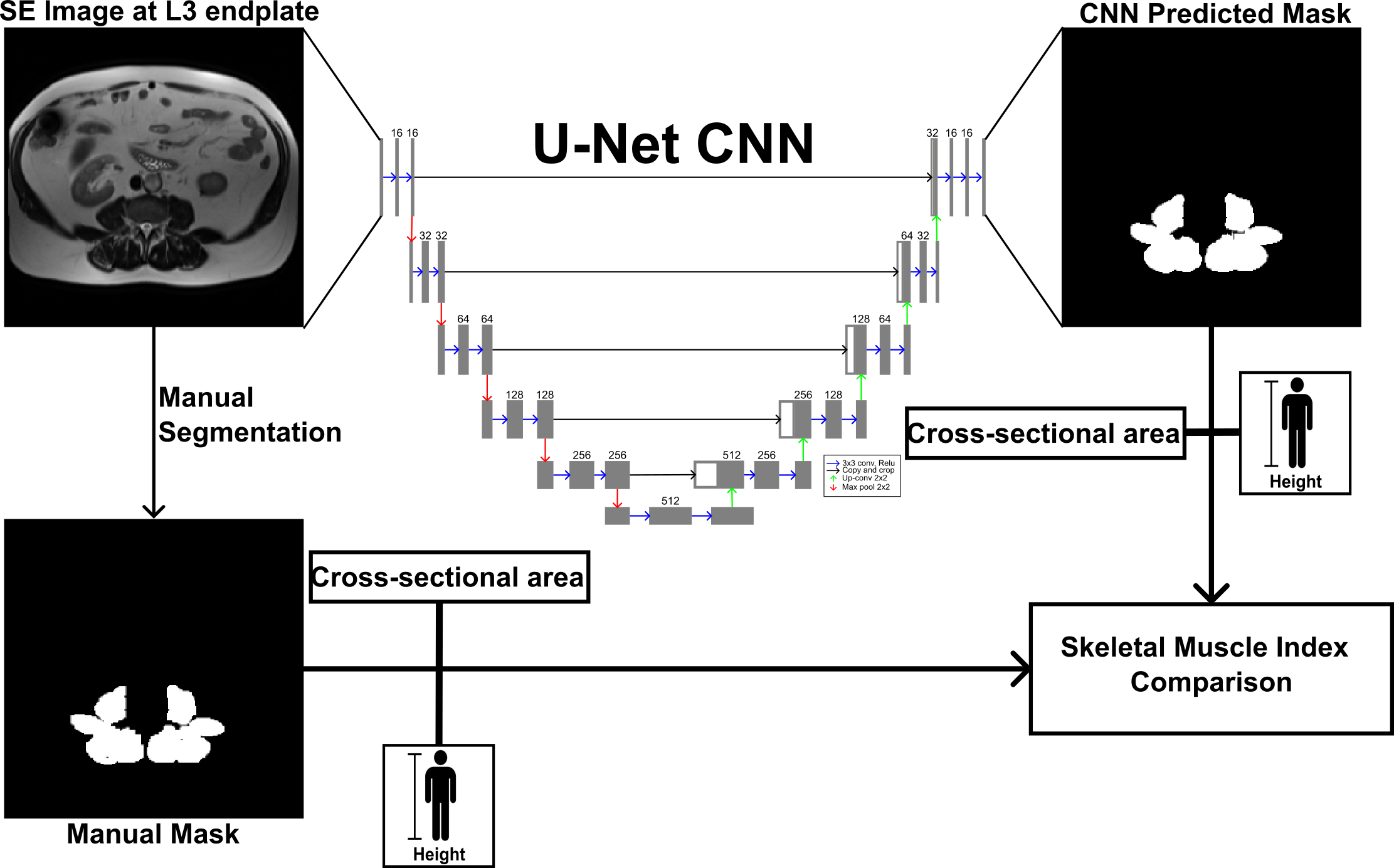 Clinical Studies