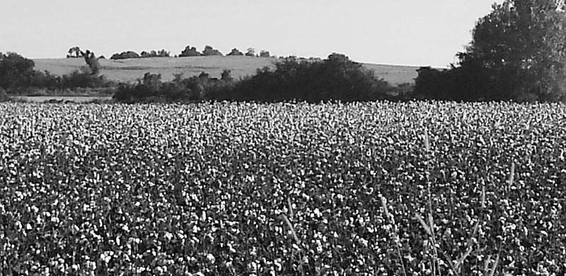 Cotton Field Landscape